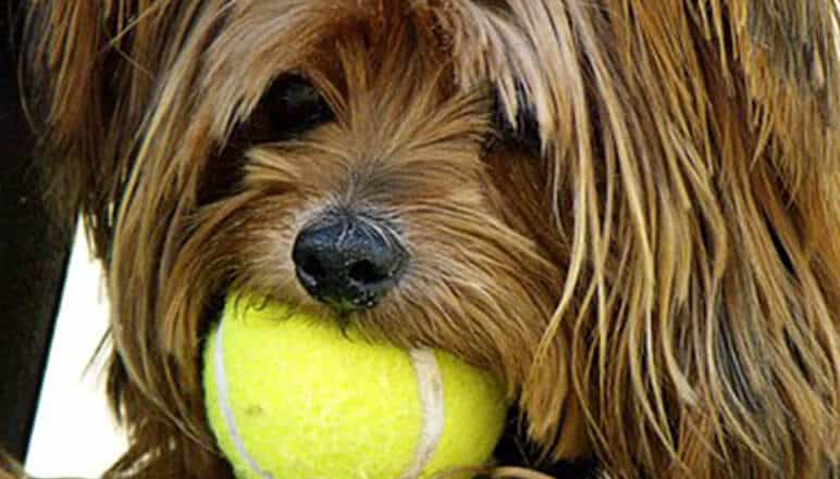 Quero um animal de estimação – e agora?